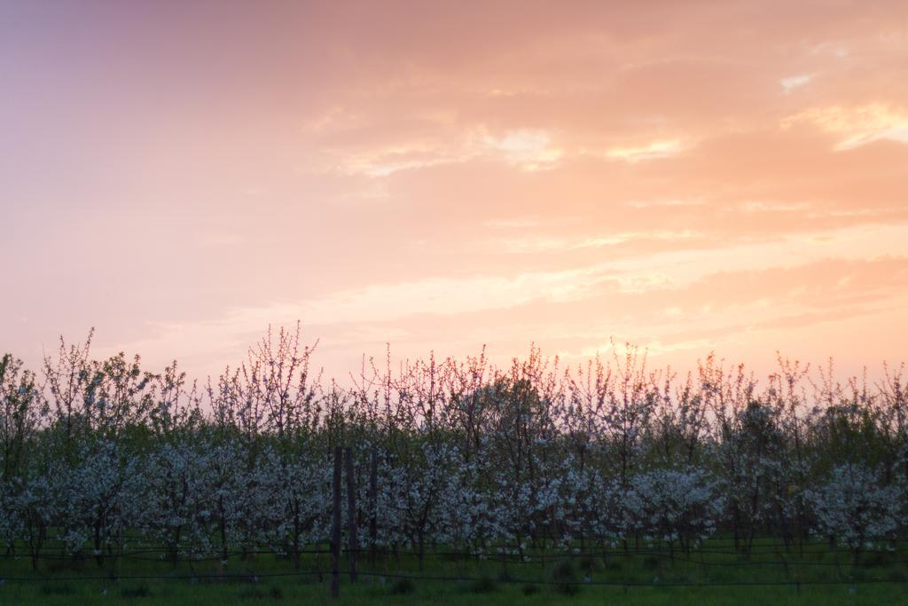Cascina Delle Mele Bed and Breakfast Vittuone Εξωτερικό φωτογραφία