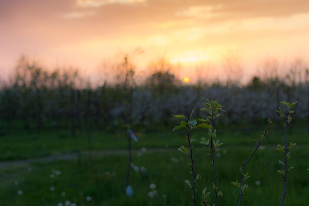 Cascina Delle Mele Bed and Breakfast Vittuone Εξωτερικό φωτογραφία